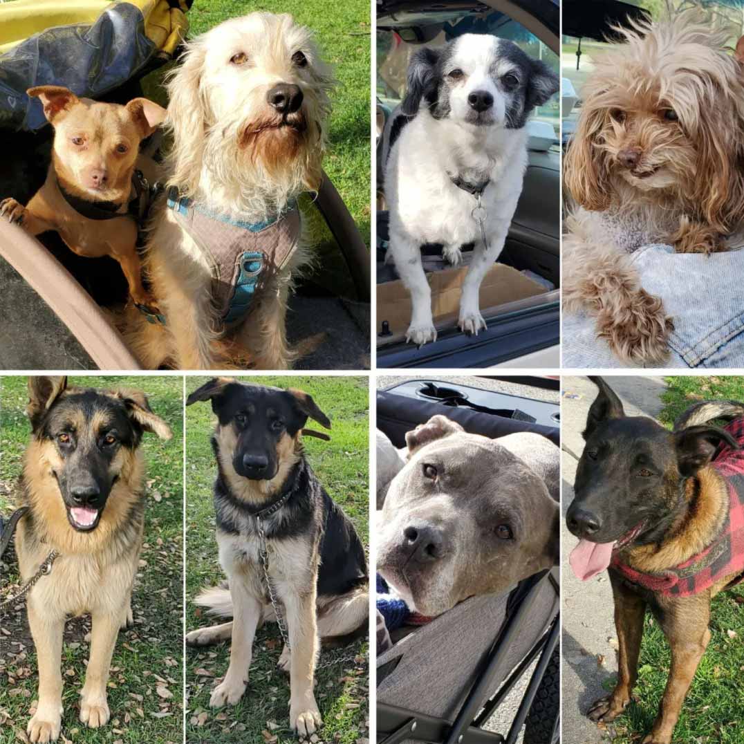 Friday's Furry Friends 1-28-2022