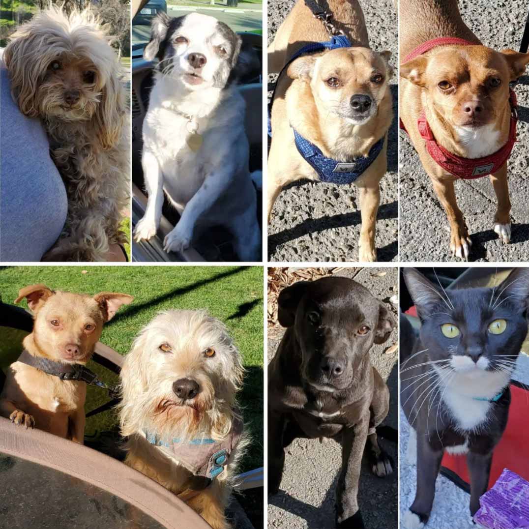 Friday's Furry Friends 2-4-2022