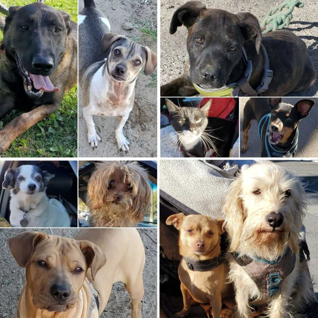 Friday's Furry Friends 2-11-2022
