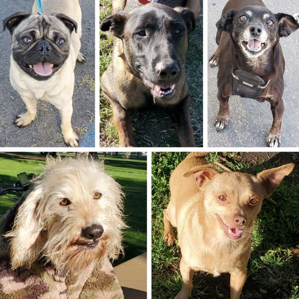 Friday's Furry Friends 2-18-2022