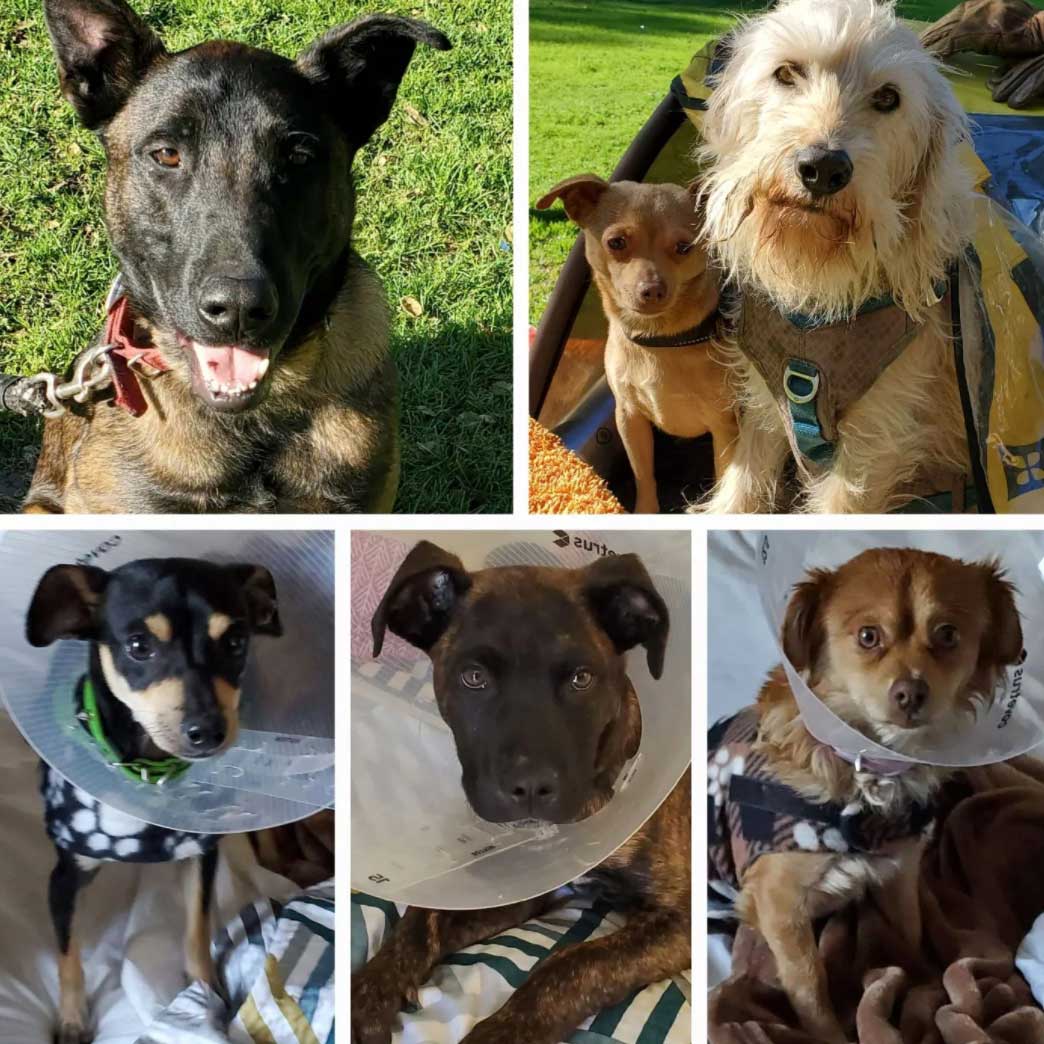 Friday's Furry Friends 2-25-2022