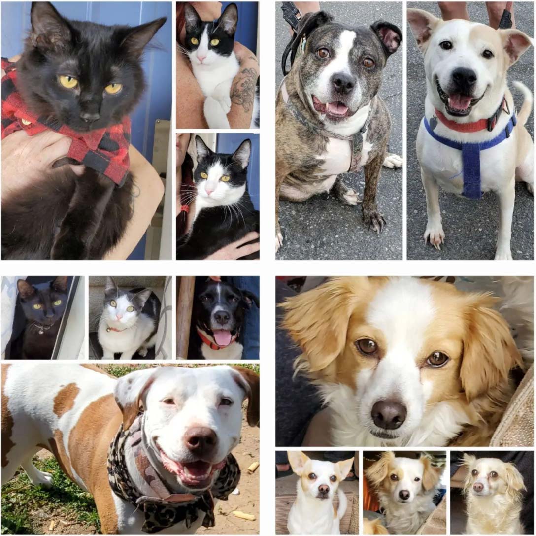 Friday's Furry Friends Featuring Thursday's Treasures 3-4-2022