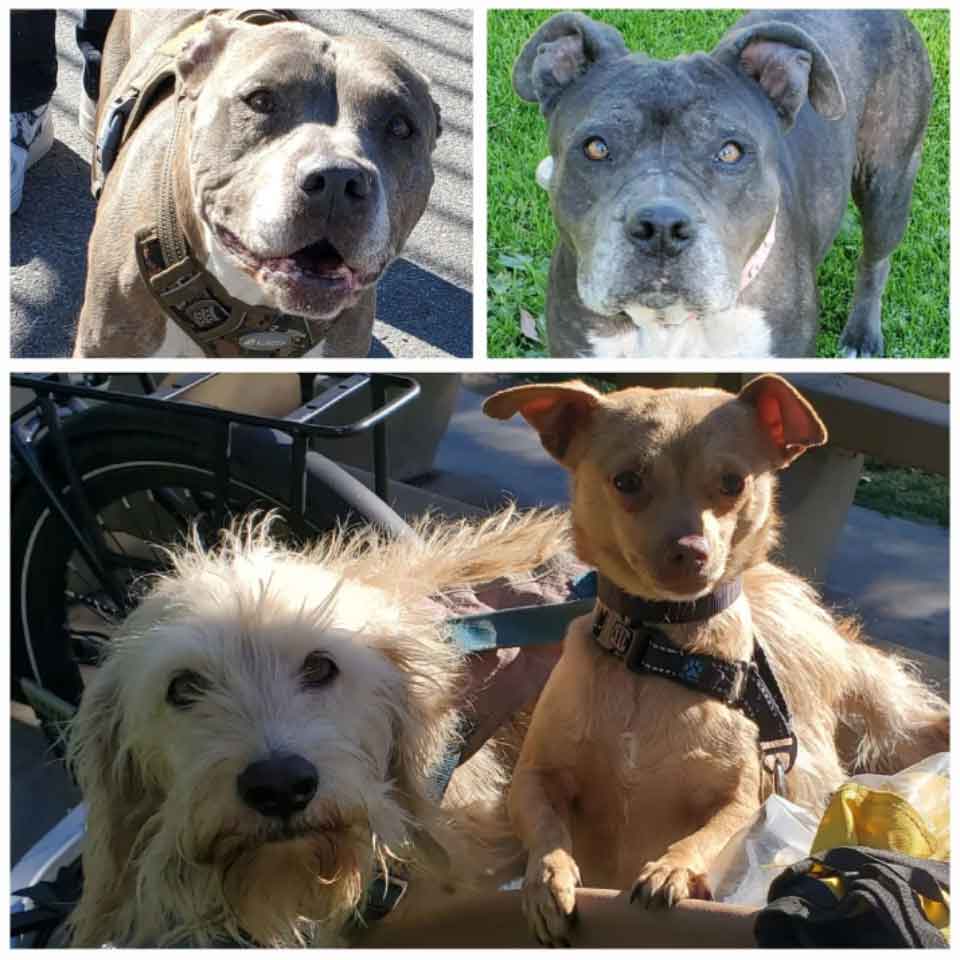 Friday's Furry Friends 3-11-2022