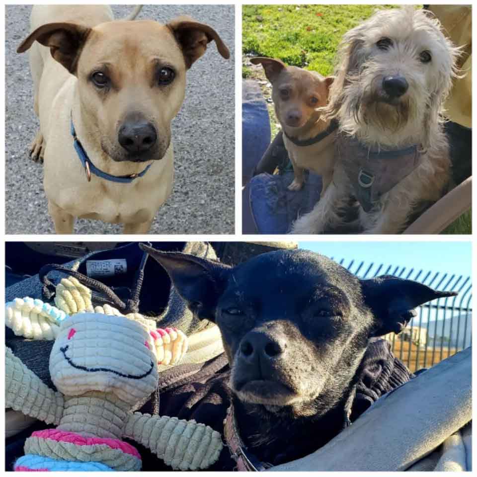 Friday's Furry Friends 3-18-2022