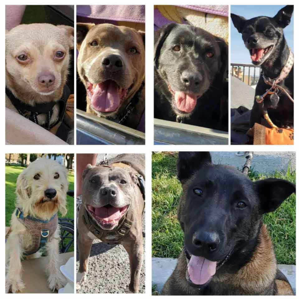 Friday's Furry Friends 3-25-2022