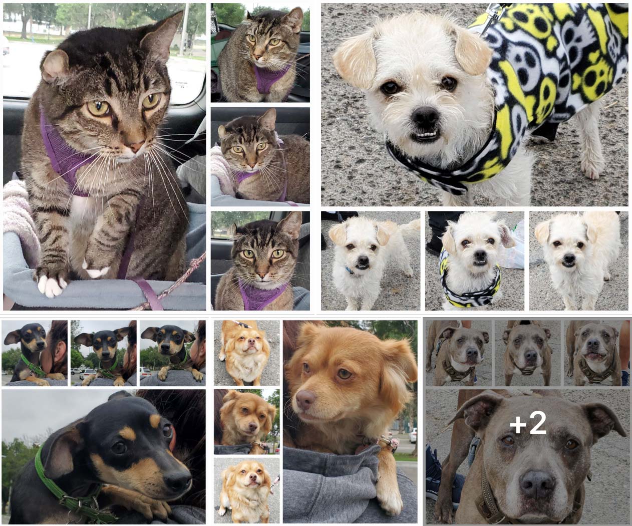 Friday's Furry Friends 05-20-2022
