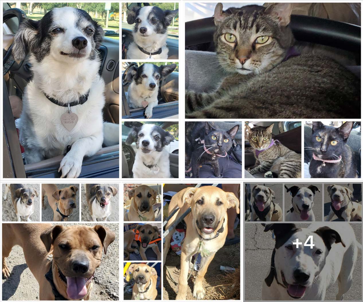 Friday's Furry Friends 7-15-2022