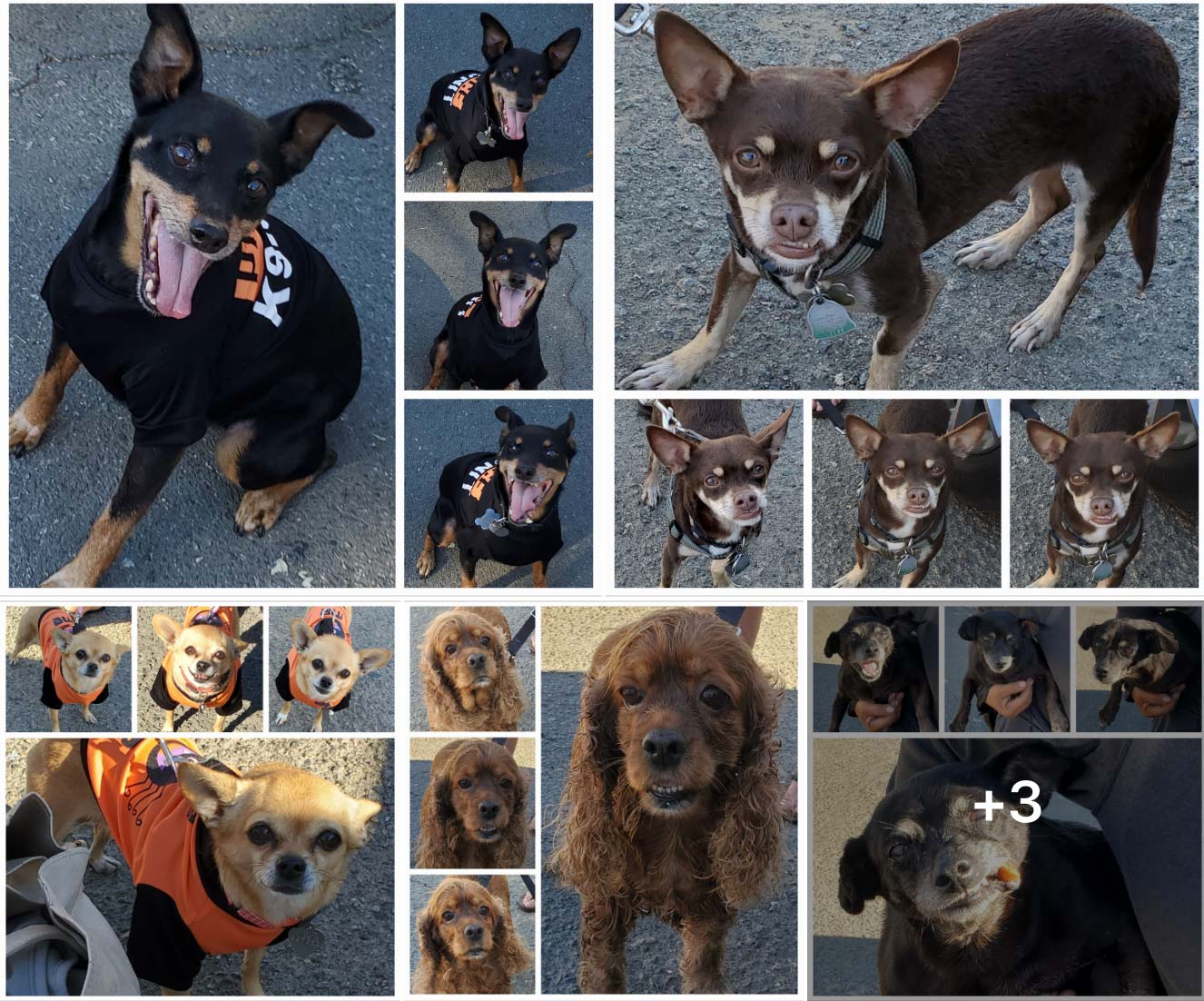 Friday's Furry Friends 9-23-2022