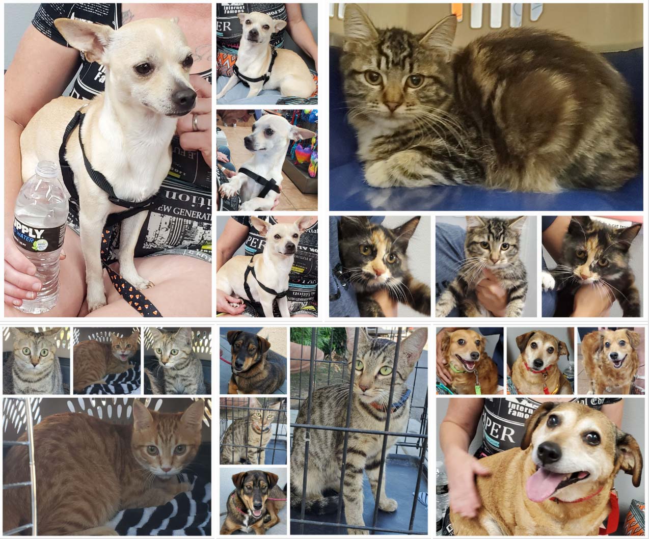 #1803 to #1808 Get Spayed/Neutered & More 9-28-2022