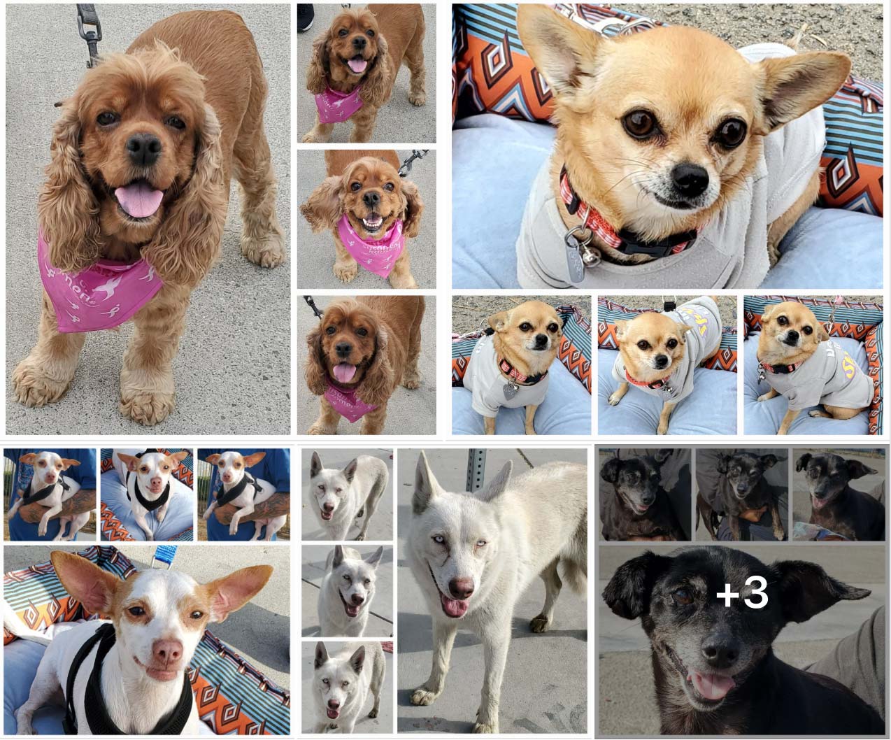 Friday's Furry Friends 9-30-2022