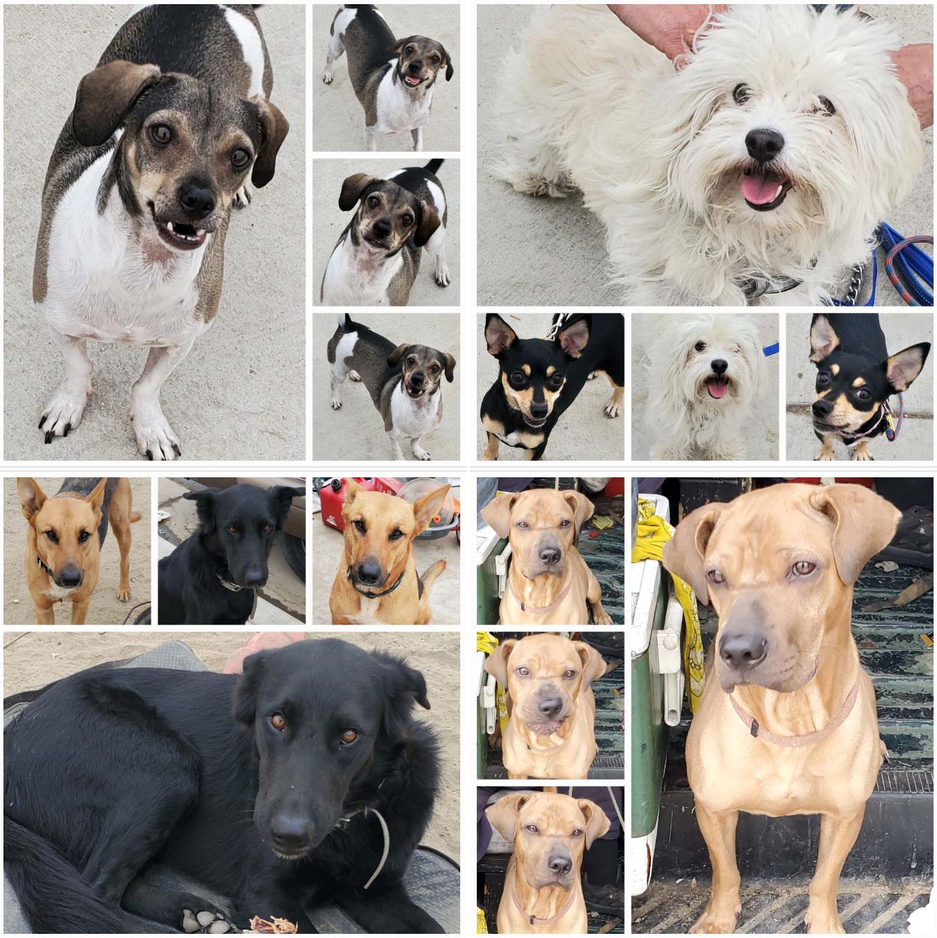 Friday's Furry Friends 10-14-2022