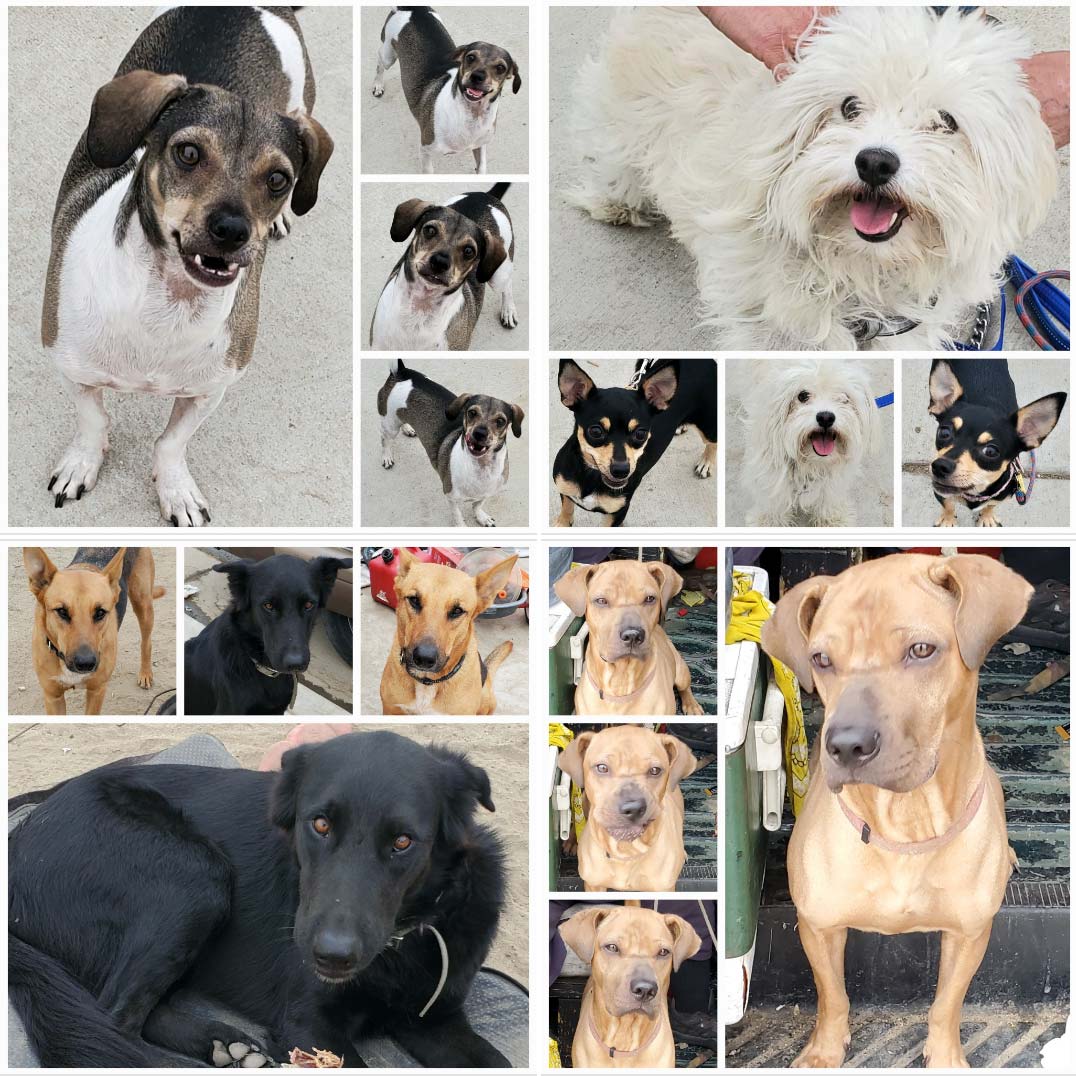 Friday's Furry Friends 10-15-2022