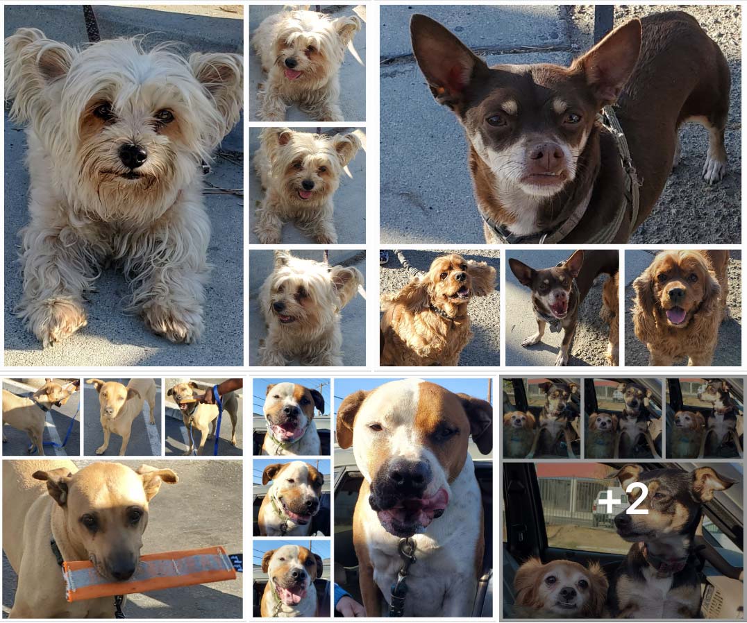 Friday's Furry Friends 10-21-2022
