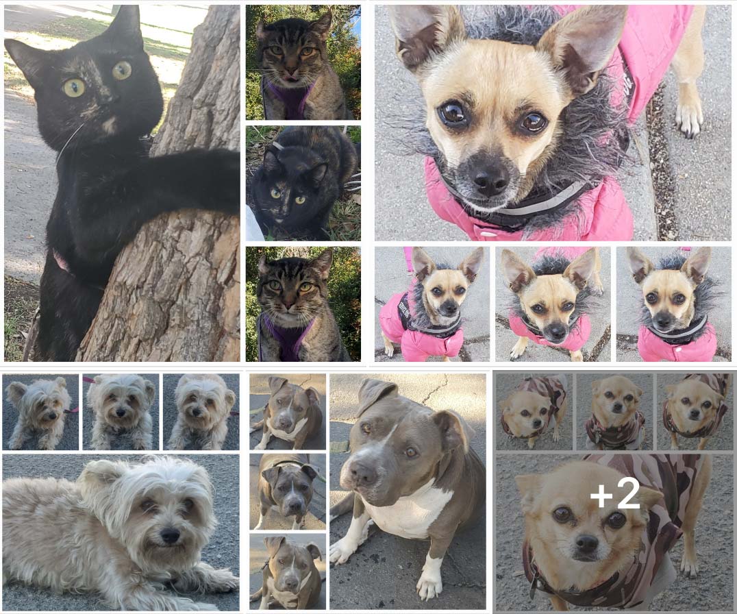 Friday's Furry Friends 10-28-2022