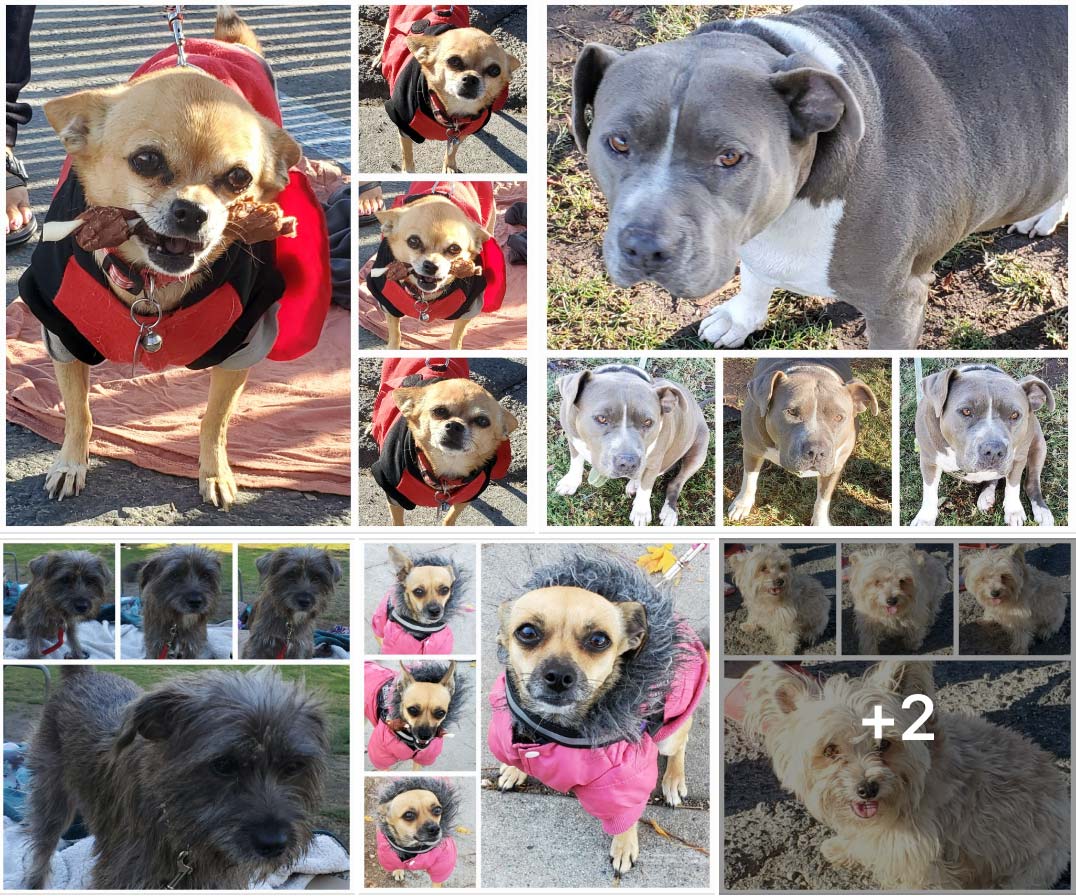 Friday's Furry Friends 11-4-2022