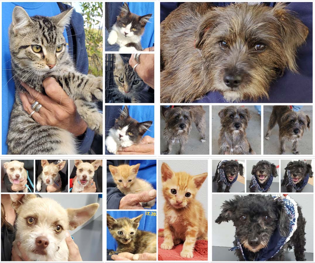 #1834,#1835,#1836 & #1837 Get 'The Works' & Other Pets 11-9-2202