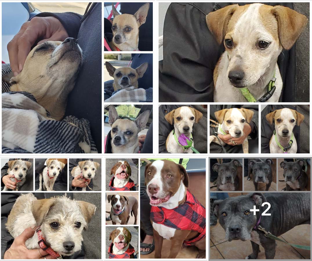 #1838,#1839 & #1840 Get 'The Works' & More Pets 11-16-2022