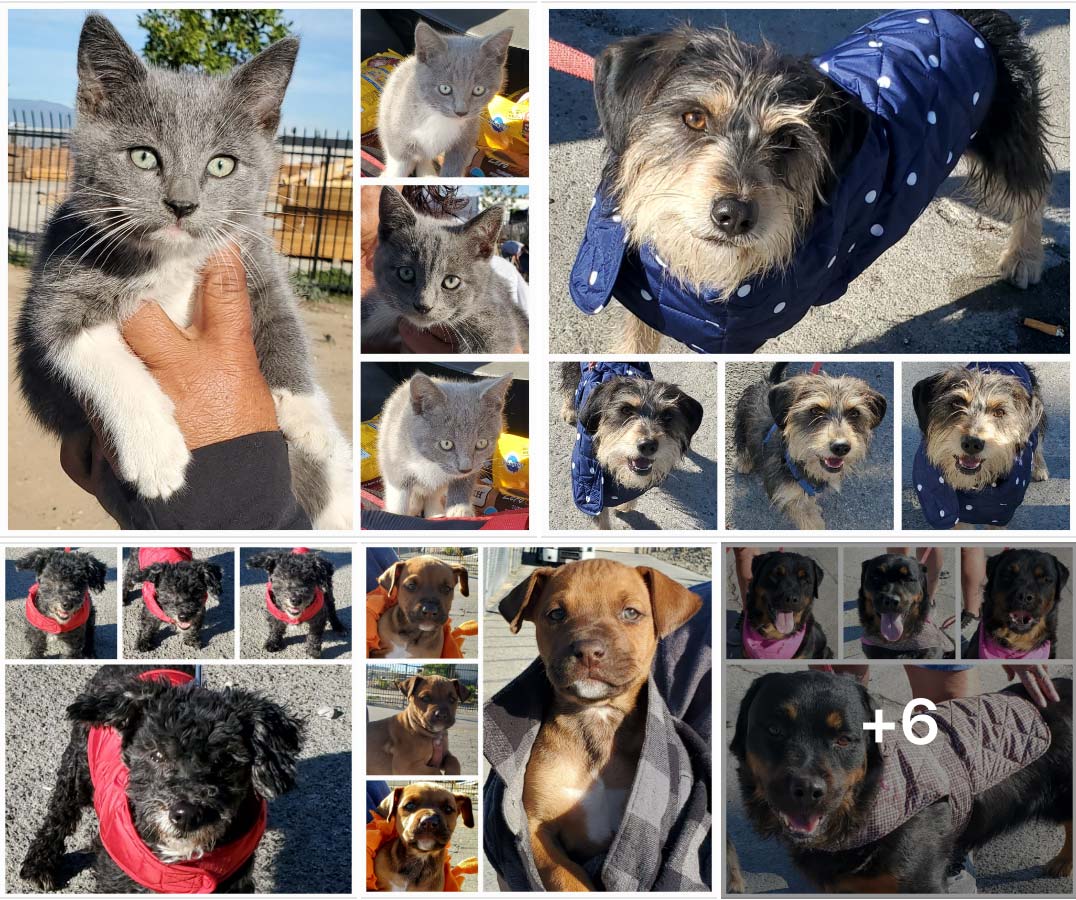 Friday's Furry Friends 11-18-2022