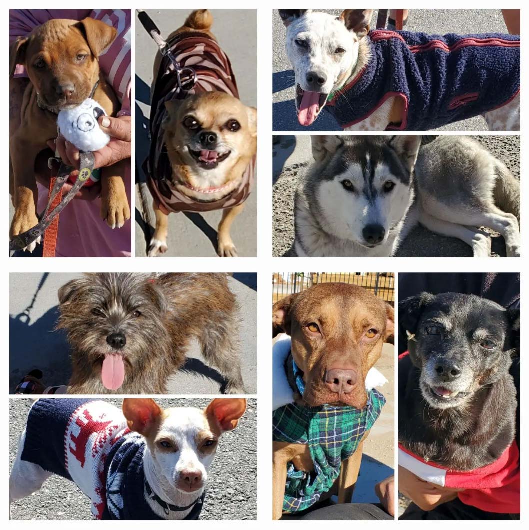 Friday's Furry Friends 11-25-2022