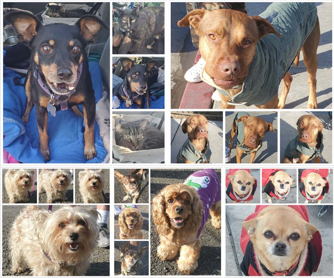 Friday's Furry Friends 1-6-2023