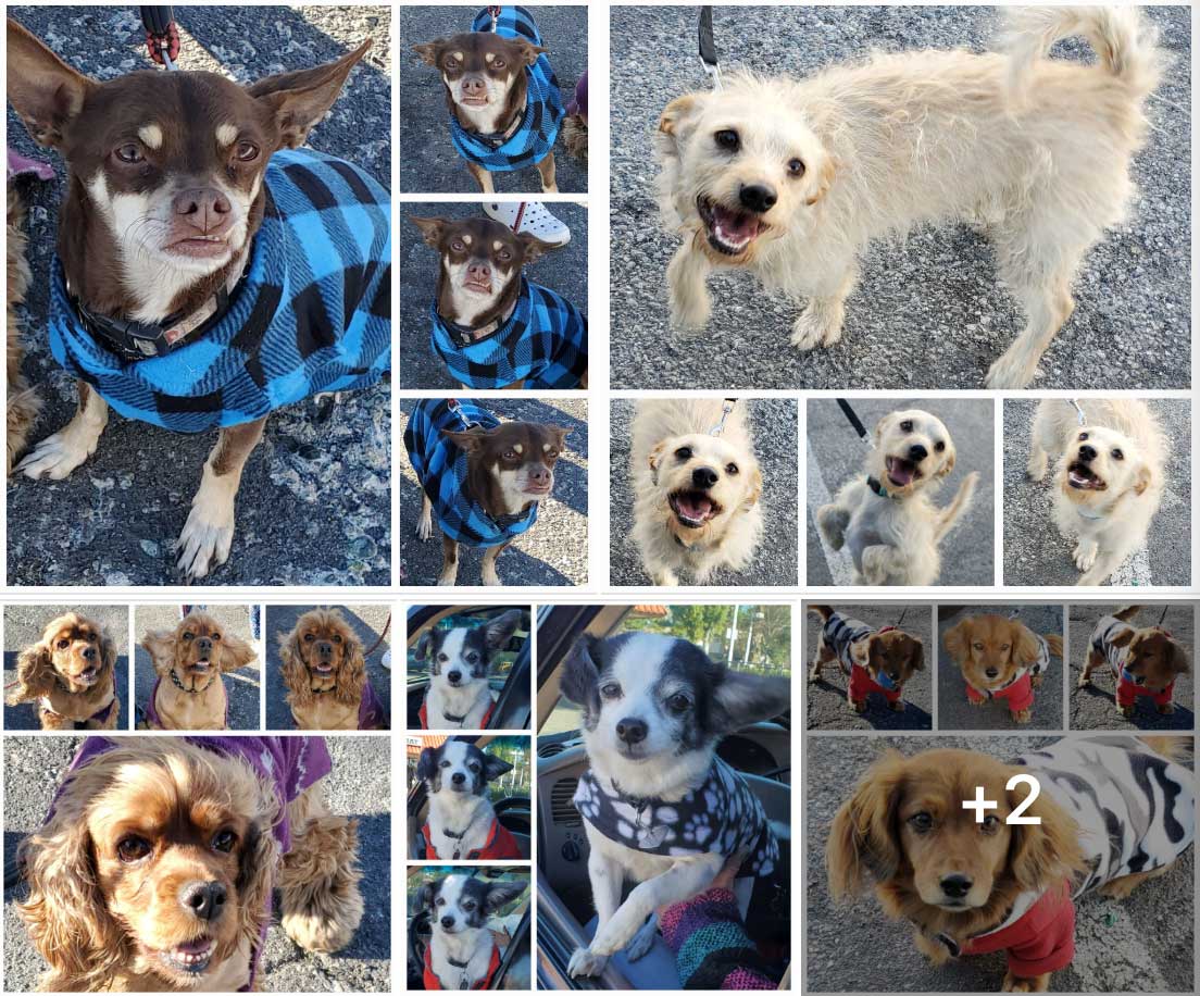 Friday's Furry Friends 1-20-2023