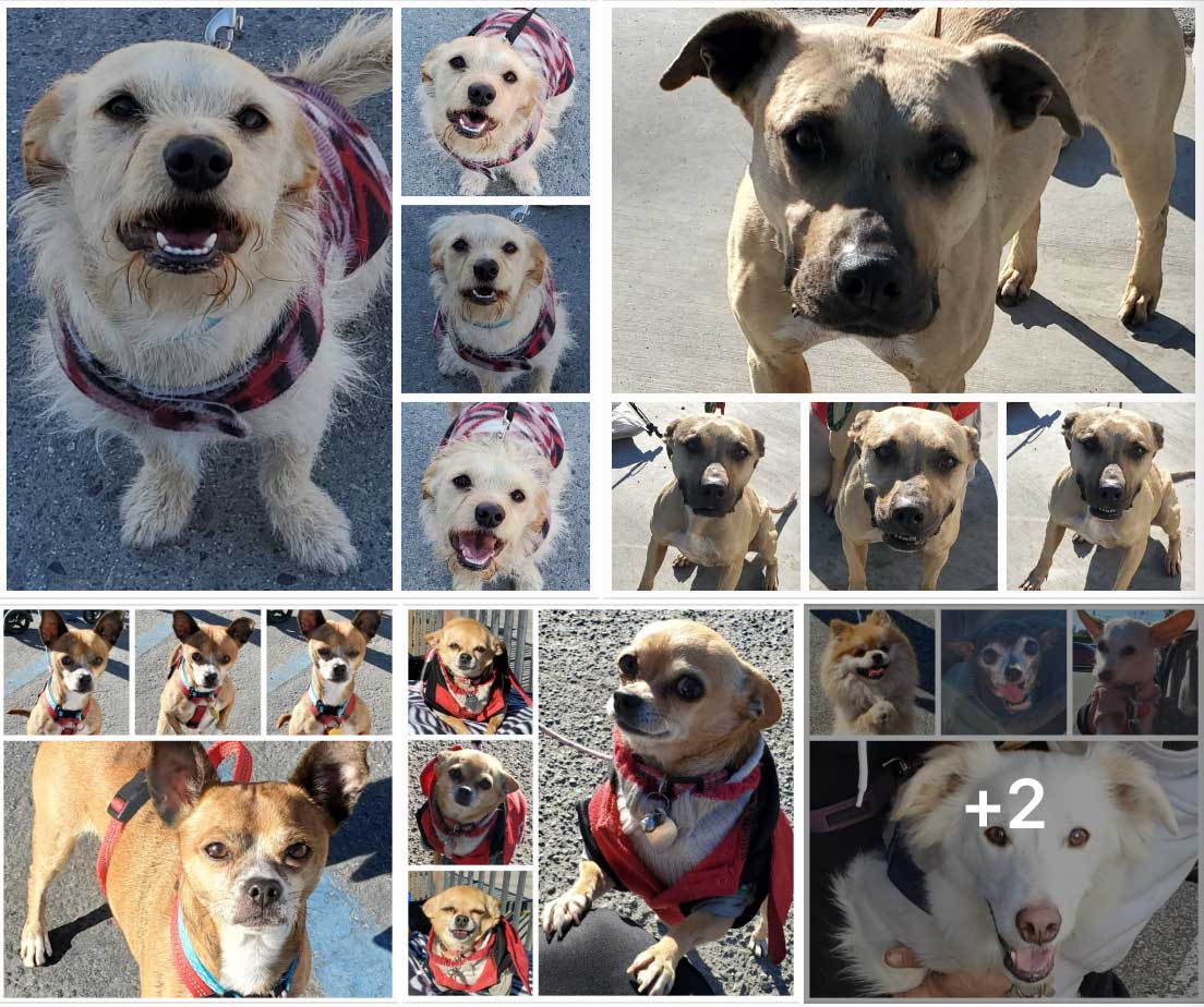Friday's Furry Friends 1-27-2023