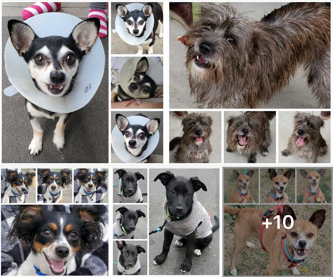 Friday's Furry Friends 2-3-2023