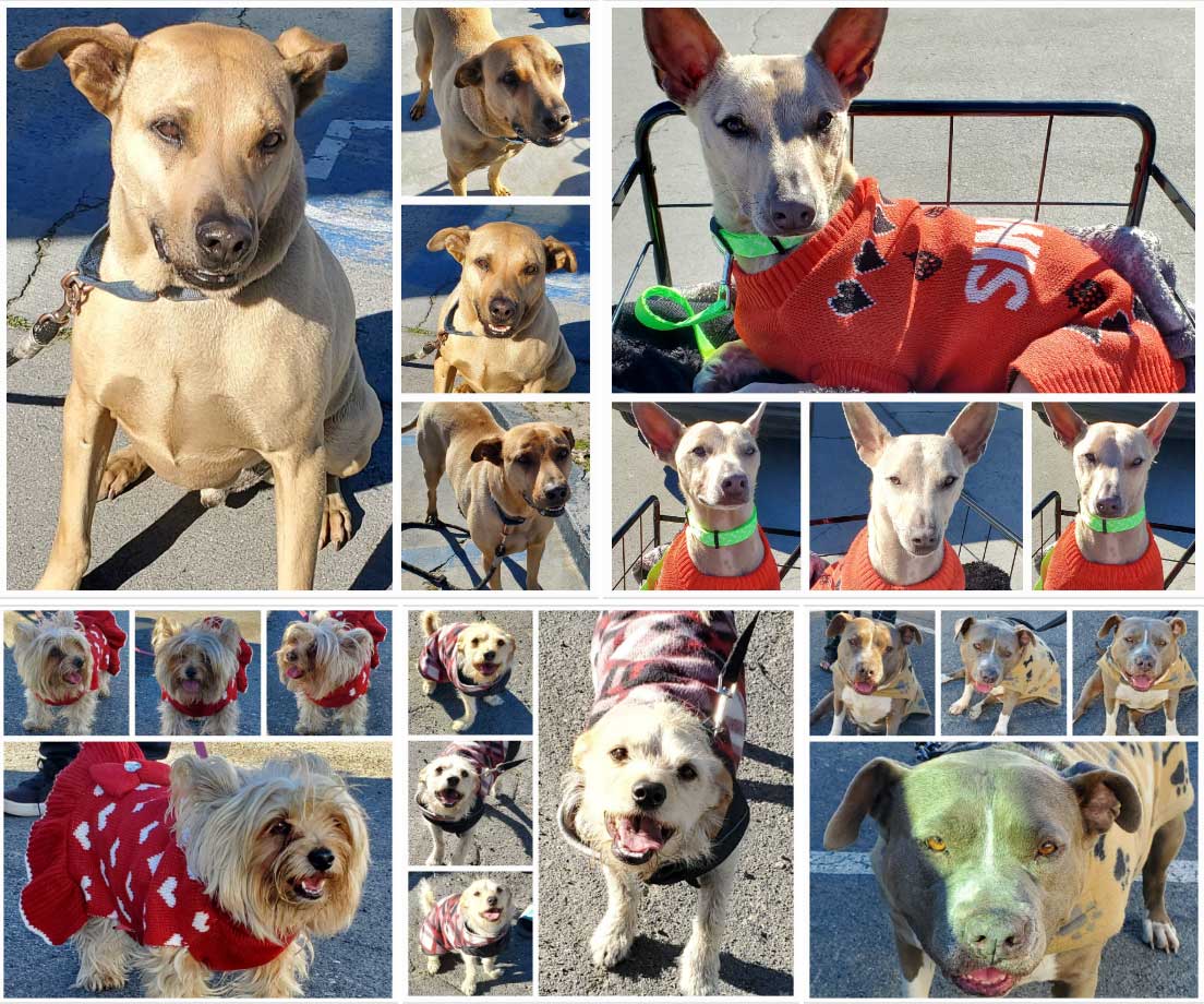 Friday's Furry Friends 2-10-2023