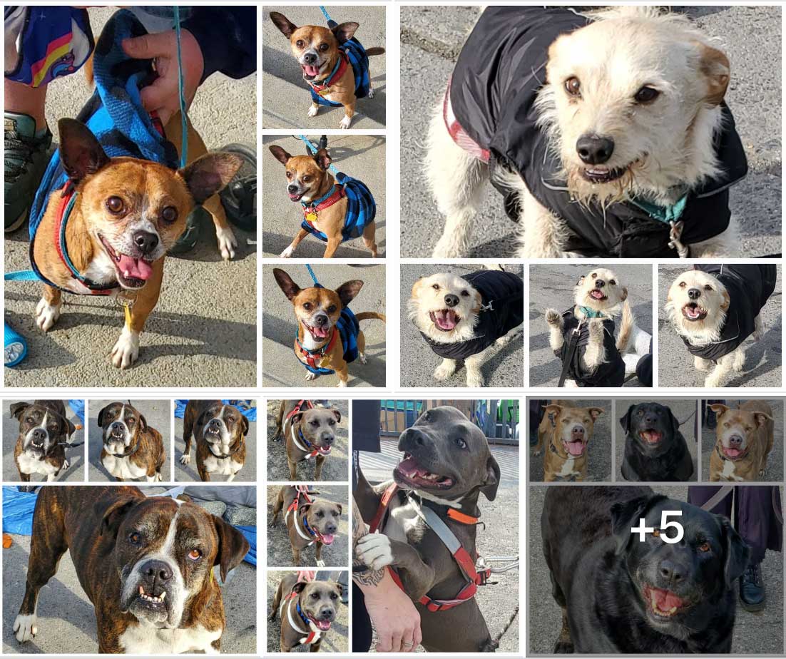 Friday's Furry Friends 2-17-2023