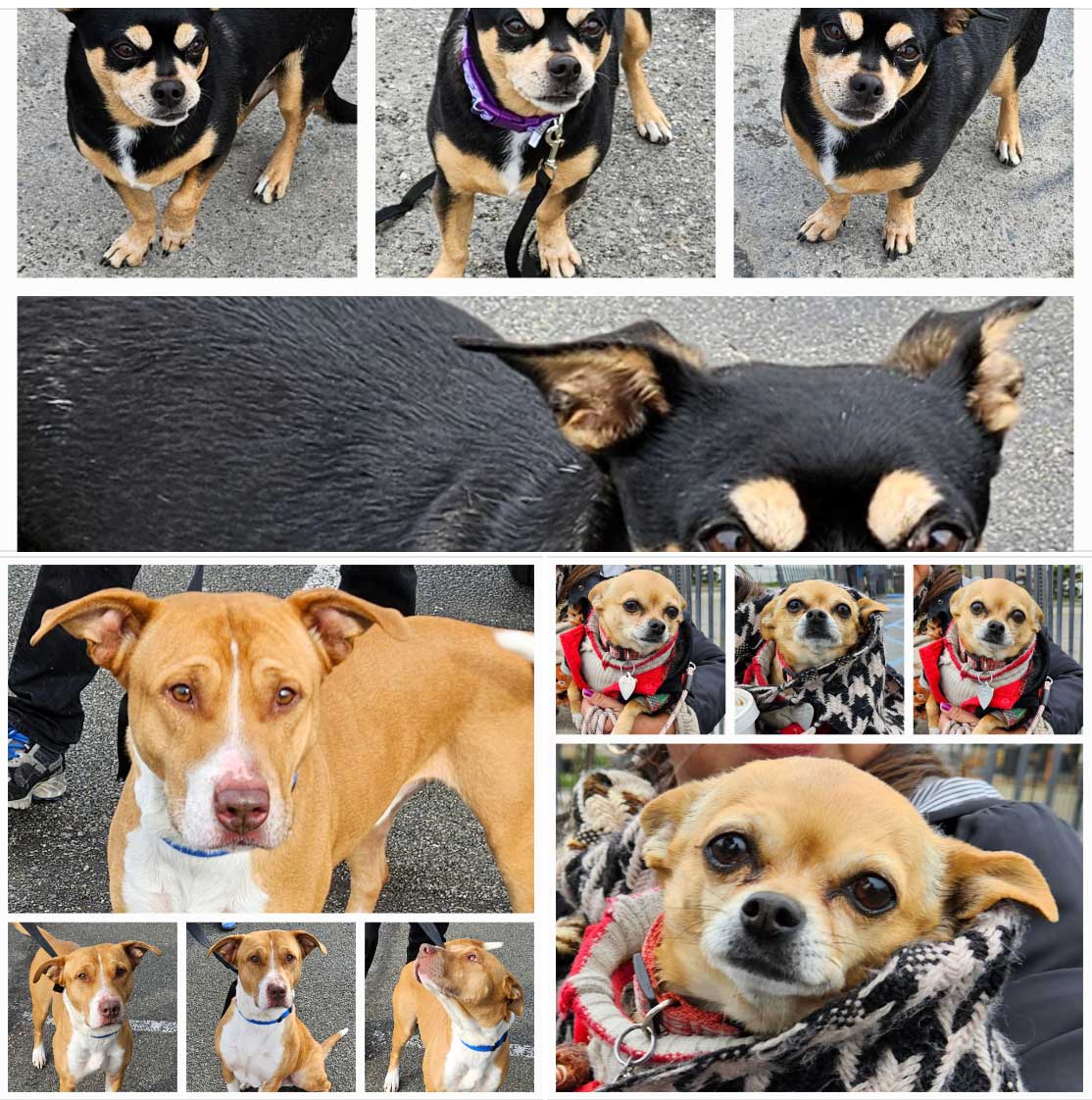 Friday's Furry Friends 2-24-2023