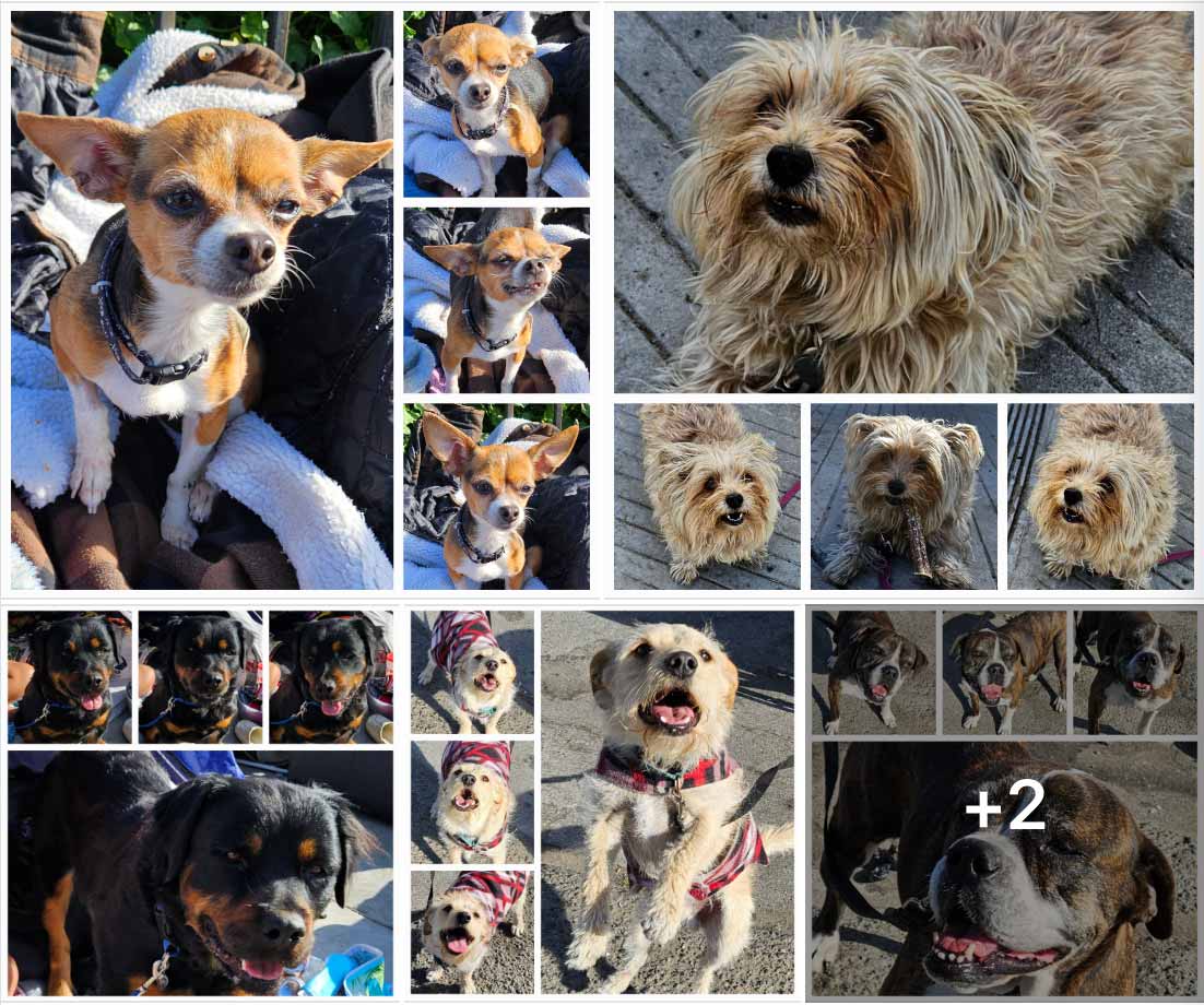 Friday's Furry Friends 4-7-2023