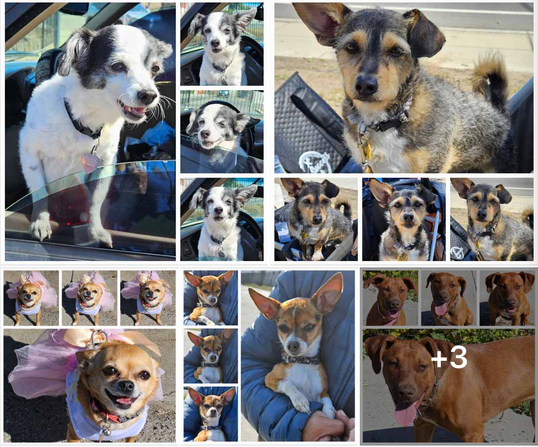 Saturday's Smiles 4-8-2023