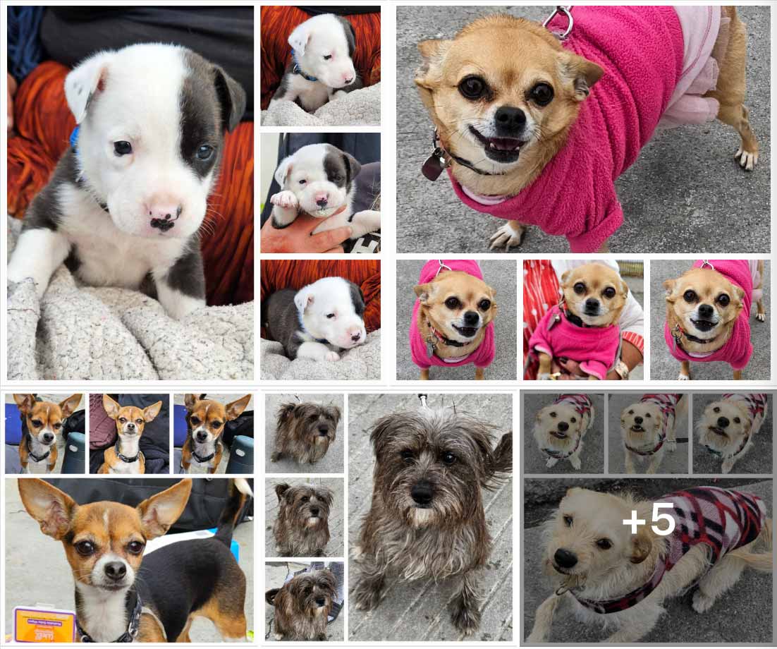 Friday's Furry Friends 4-14-2023