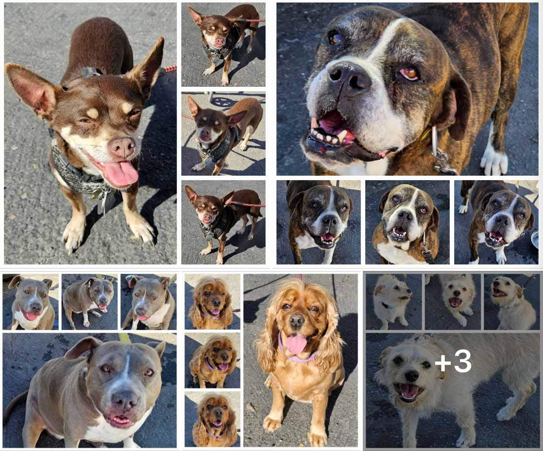 Friday's Furry Friends 4-21-2023