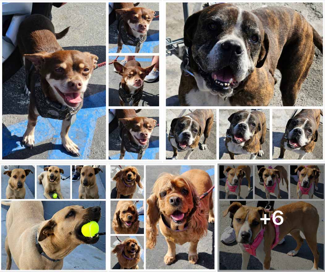 Friday's Furry Friends 4-28-2023