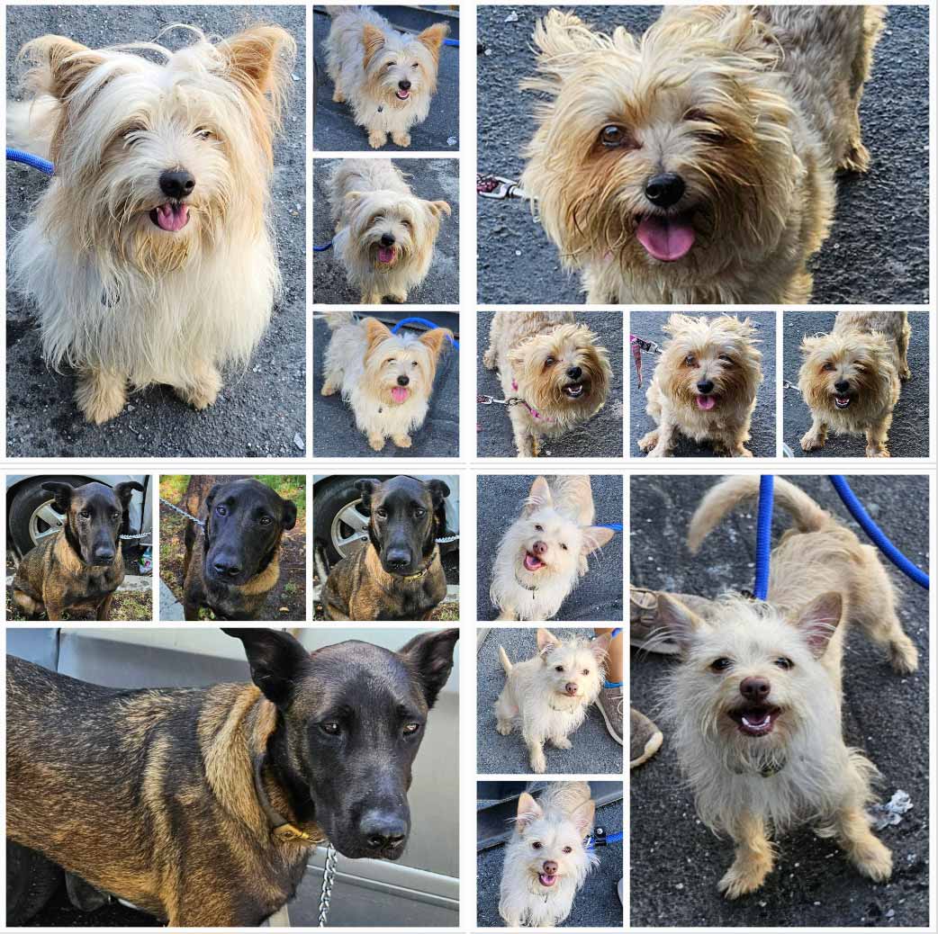 Friday's Furry Friends 8-4-2023