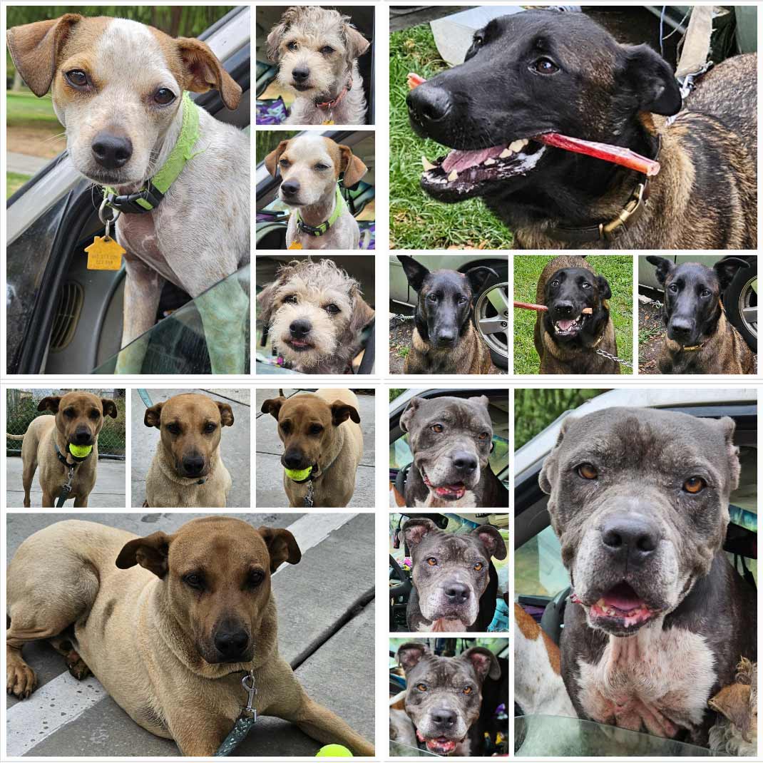 Friday's Furry Friends 8-11-2023