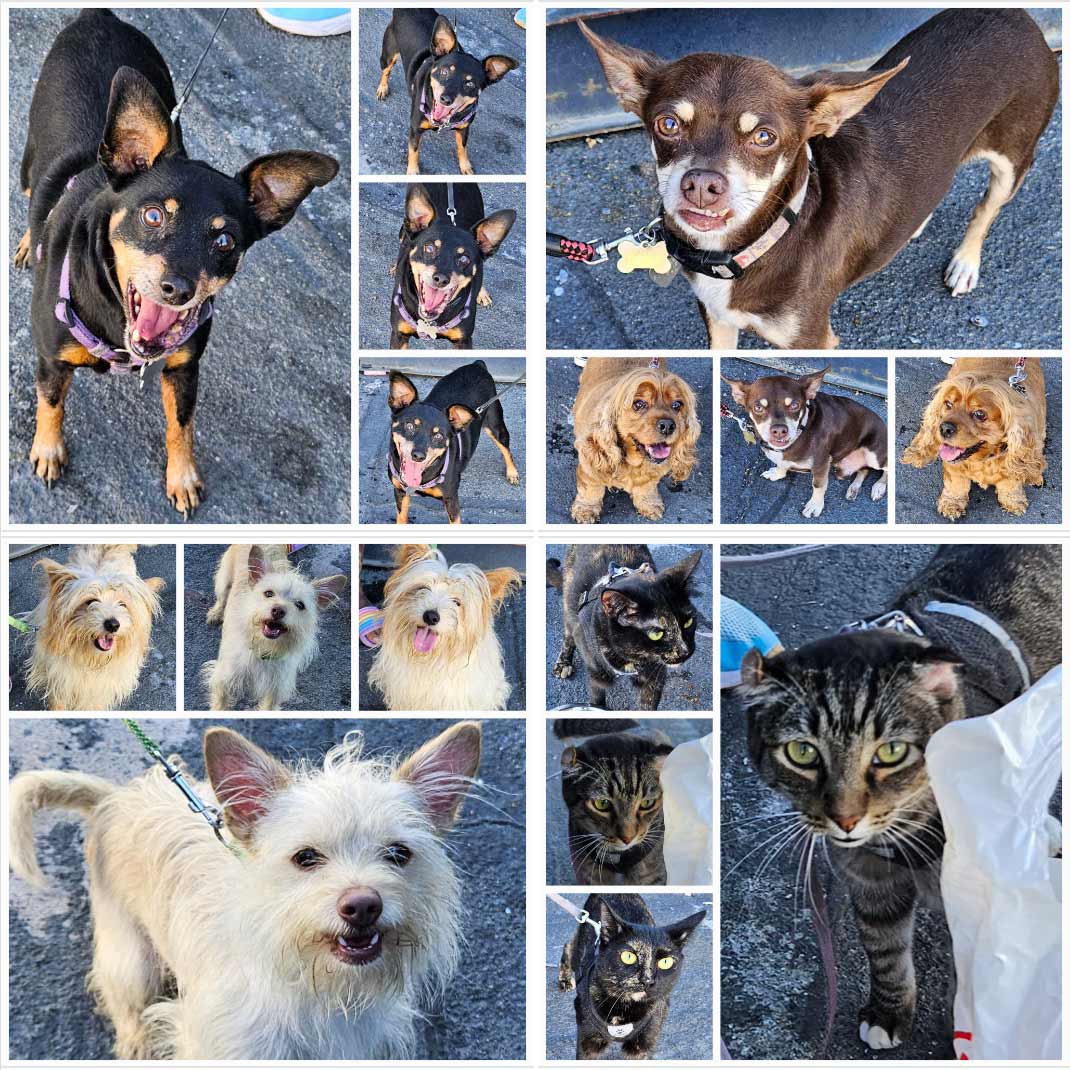 Friday's Furry Friends 8-18-2023