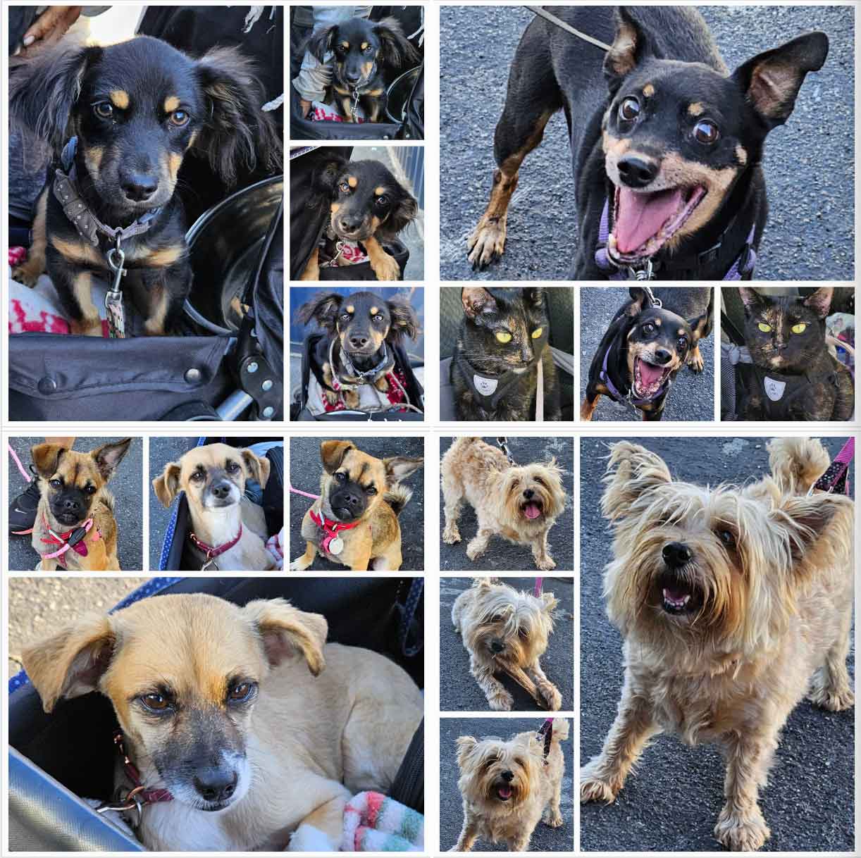 Friday's Furry Friends 8-25-2023