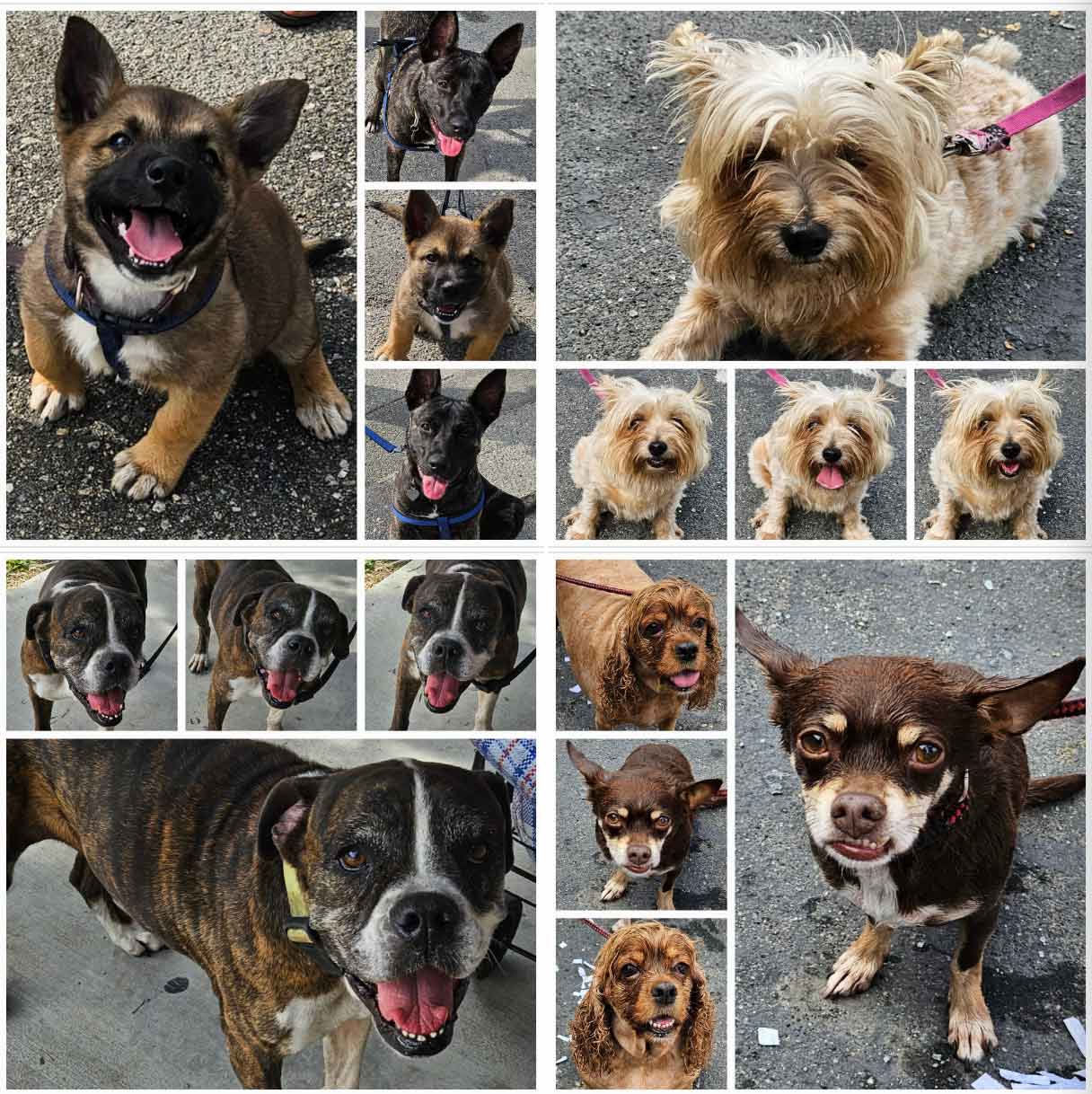 Friday's Furry Friends 9-1-2023