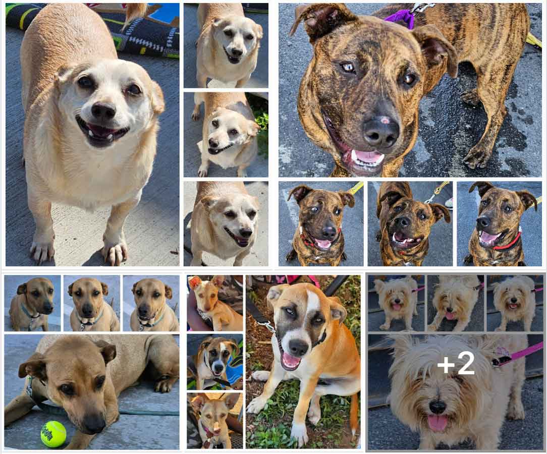 Friday's Furry Friends 9-8-2023