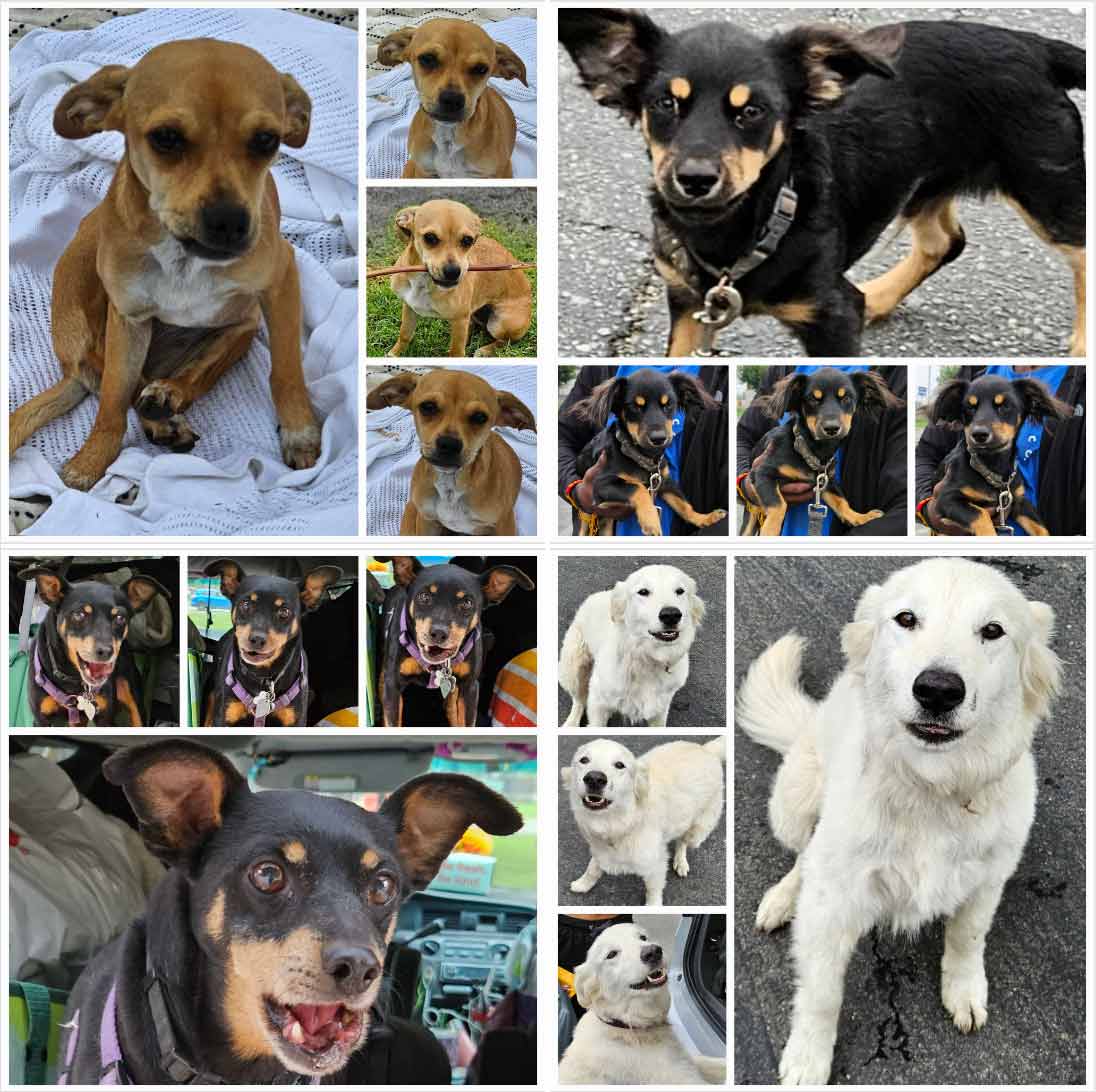 Friday's Furry Friends 9-15-2023