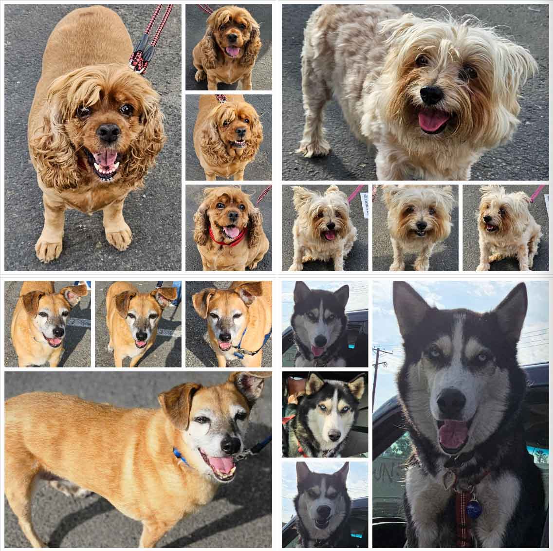 Friday's Furry Friends 9-22-2023