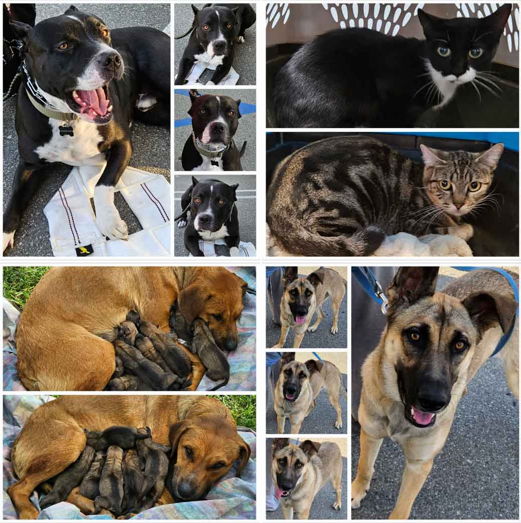 #2016, 17, 18 & #2019 Get 'The Works' and Lady's Litter 9-27-2023