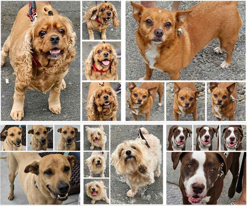 Friday's Furry Friends 9-29-2023
