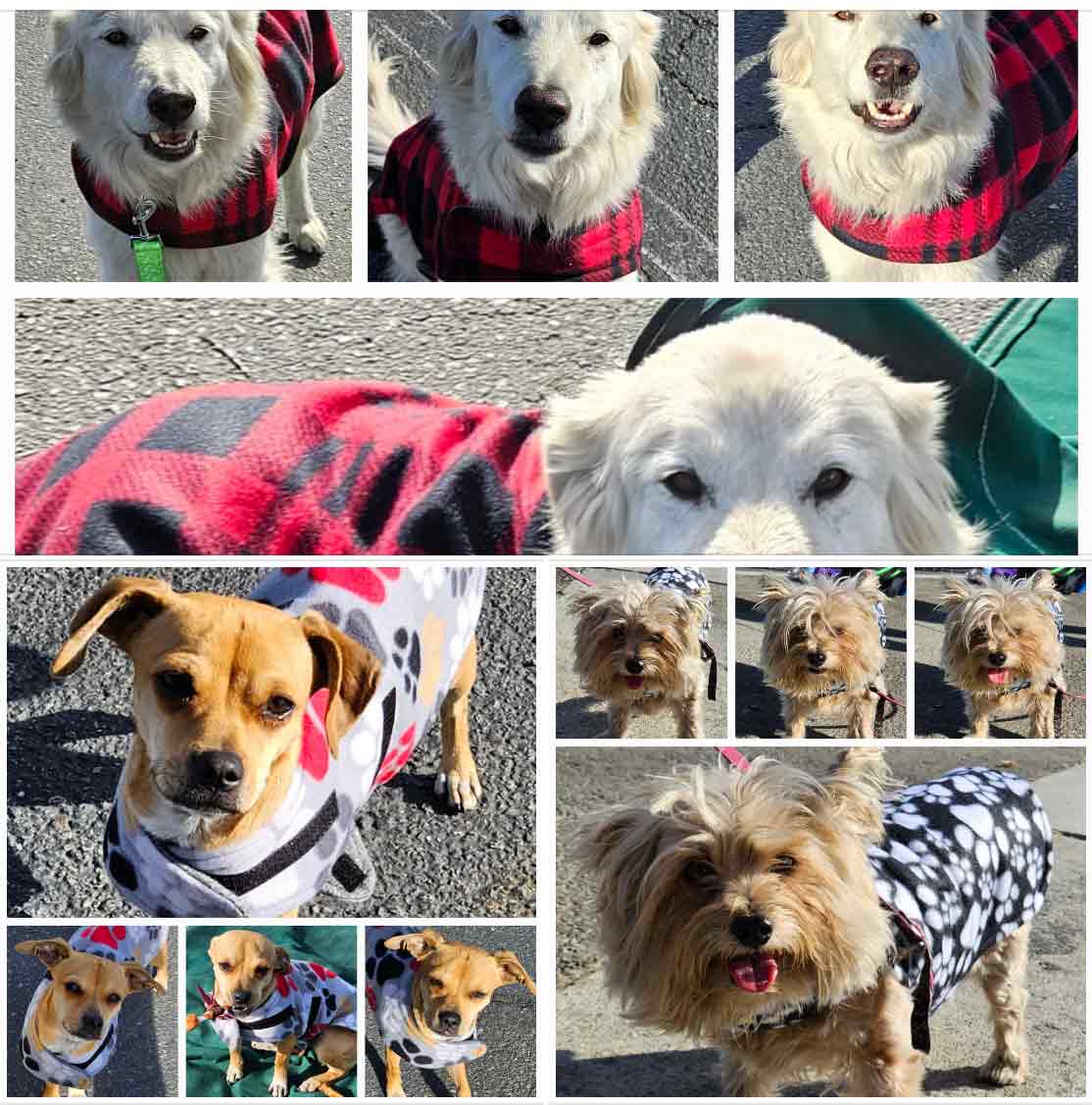 Friday's Furry Friends 11-10-2023