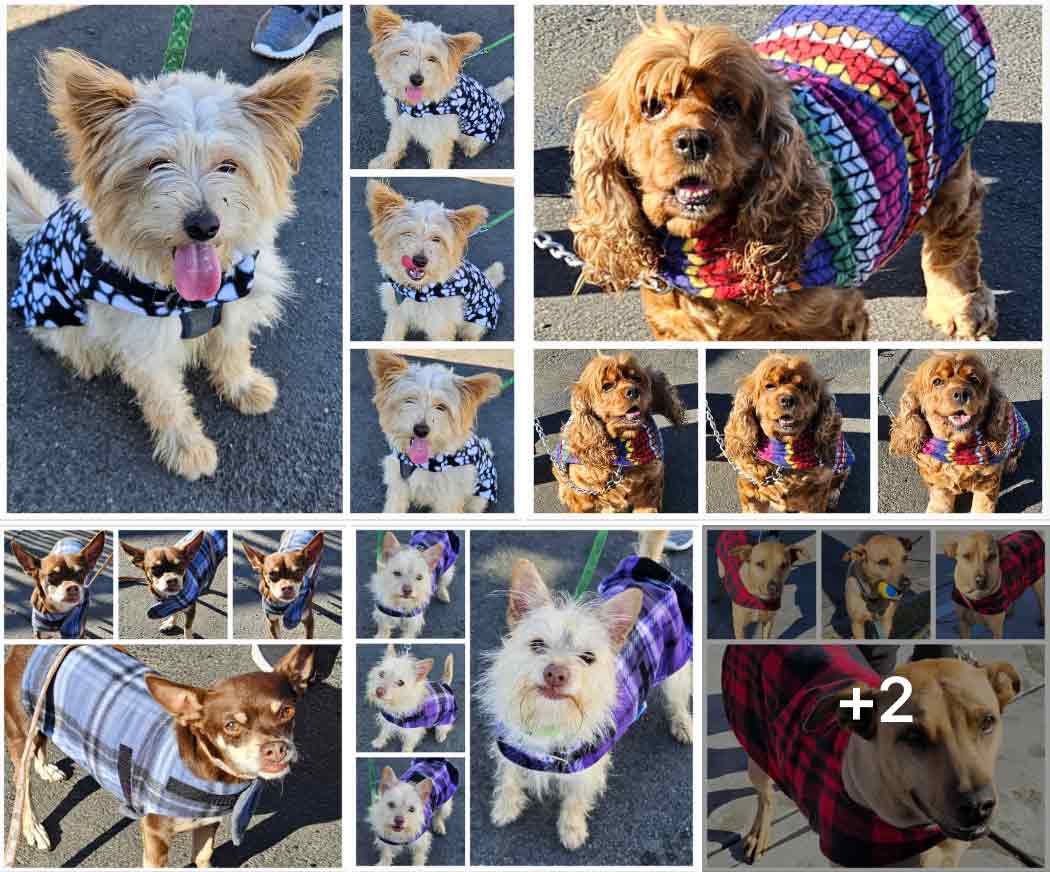 Friday's Furry Friends 11-17-2023