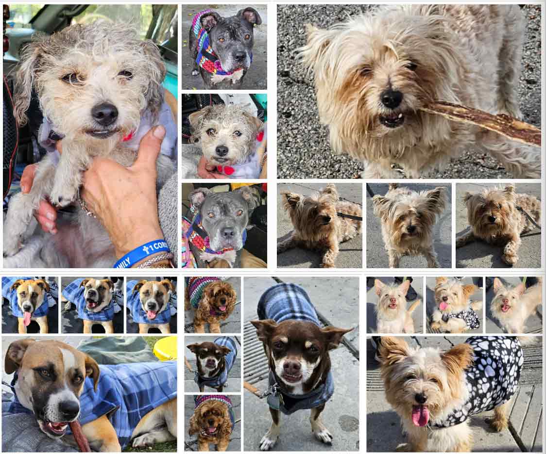 Friday's Furry Friends 11-24-2023