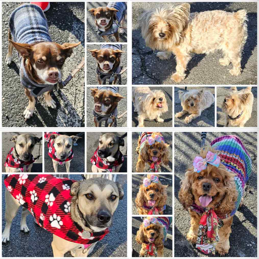 Friday's Furry Friends 12-01-2023