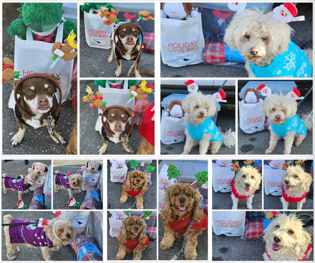 Friday's Furry Friends 12-08-2023
